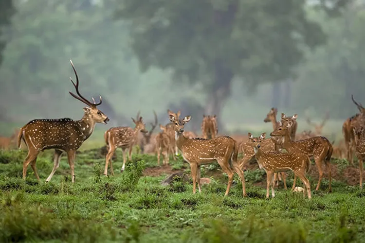 spotted dear in kanha national park