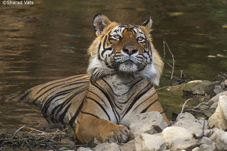 Tiger Safari in Ranthambore Travel Guide