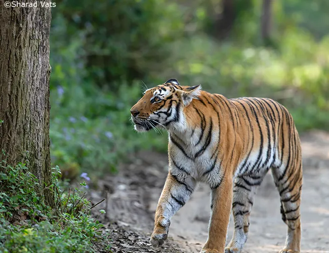Jim Corbett Tiger Safari