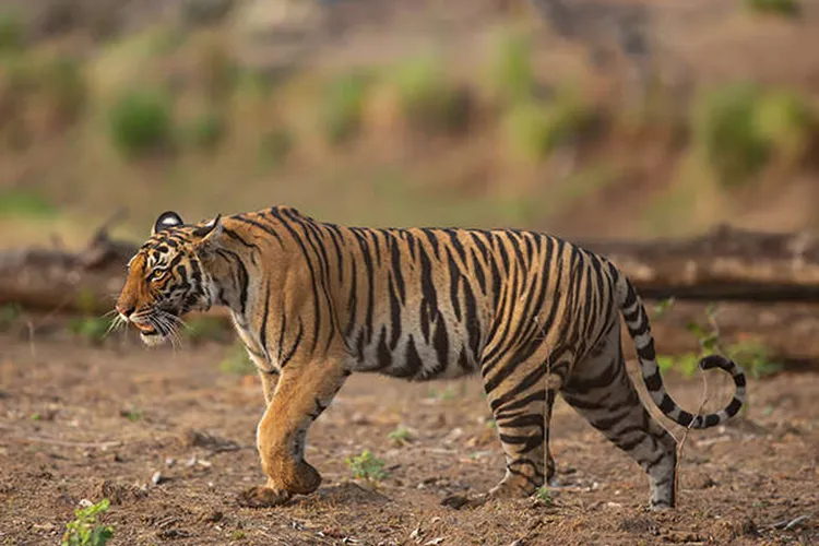 tigers of kanha national park