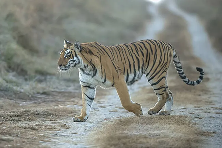 tiger safari in corbett