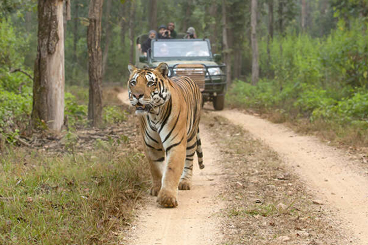 tiger safari in india