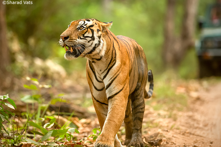 tiger safari in tadoba