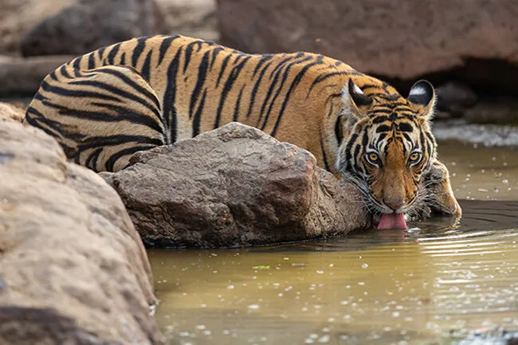 tiger safari in pench