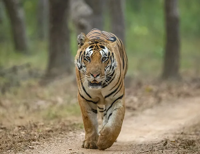 Kanha National Park Travel Guide
