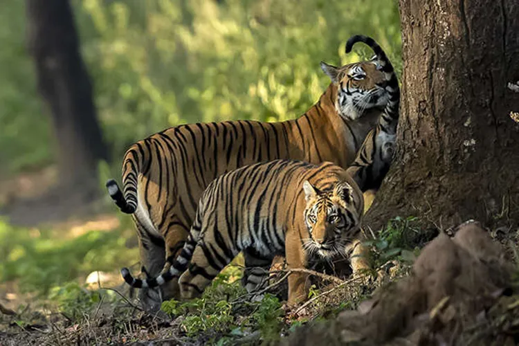 tiger sightings in kanha national park