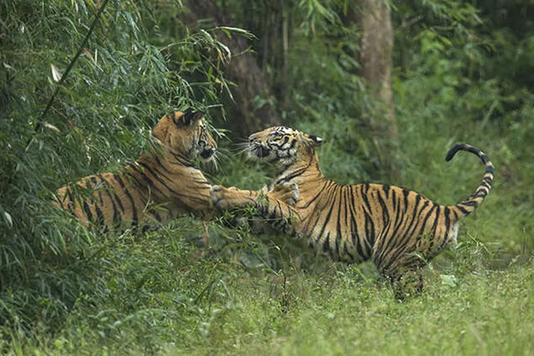 cubs playing