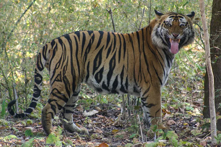 History of the Tiger in India - Tiger Safari India