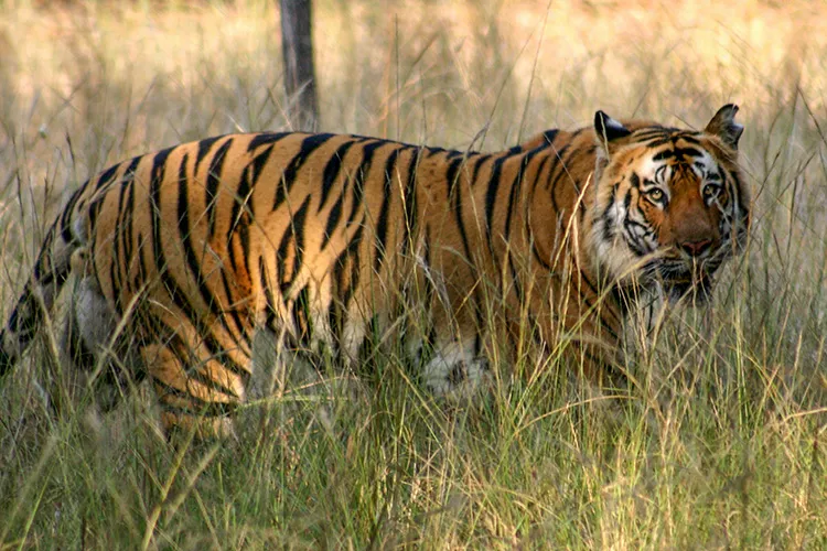 History of the Tiger in India - Tiger Safari India History of the Tiger in India - Tiger Safari India