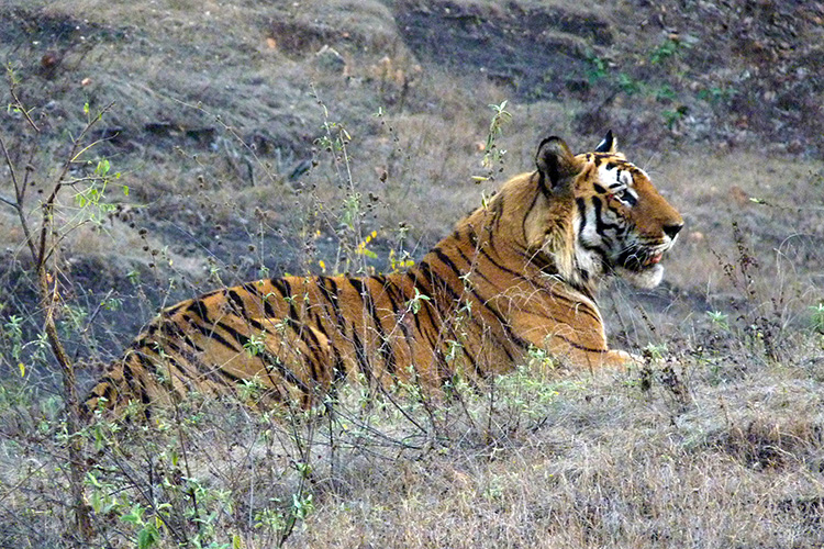History of the Tiger in India - Tiger Safari India History of the Tiger in India - Tiger Safari India