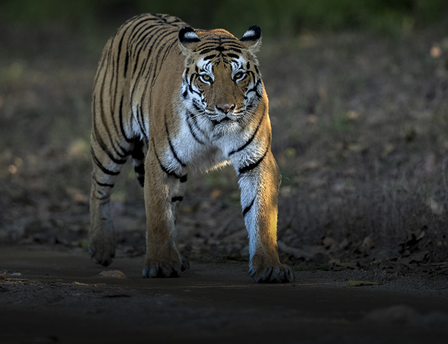 pench jungle safari maharashtra