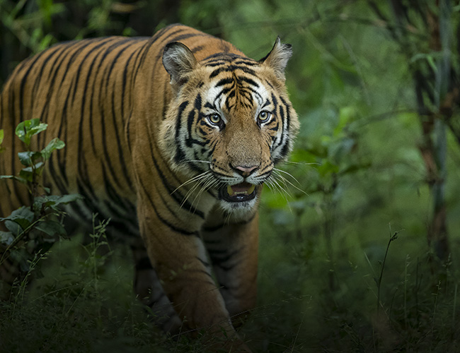 best tiger safari in india