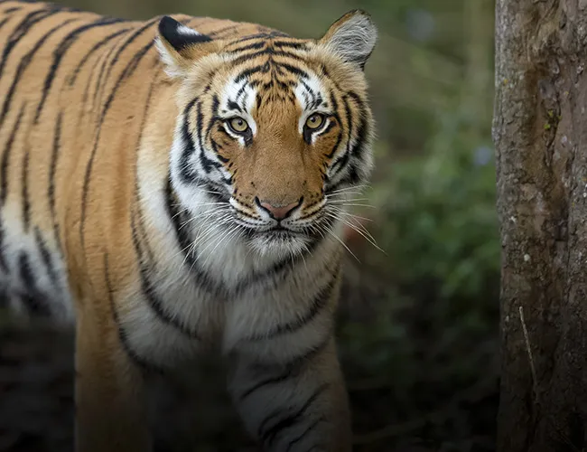 tiger safari from mumbai