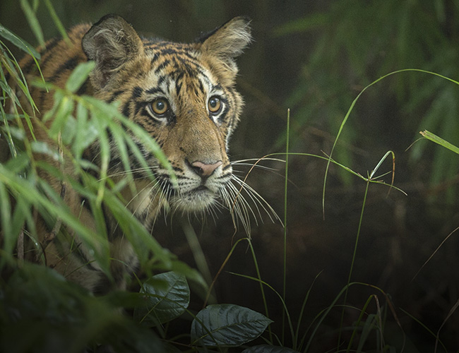 pench morning safari time