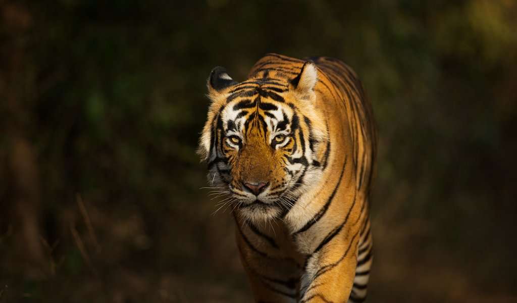 Bengal Tiger Safari Holidays - Natural World Safaris