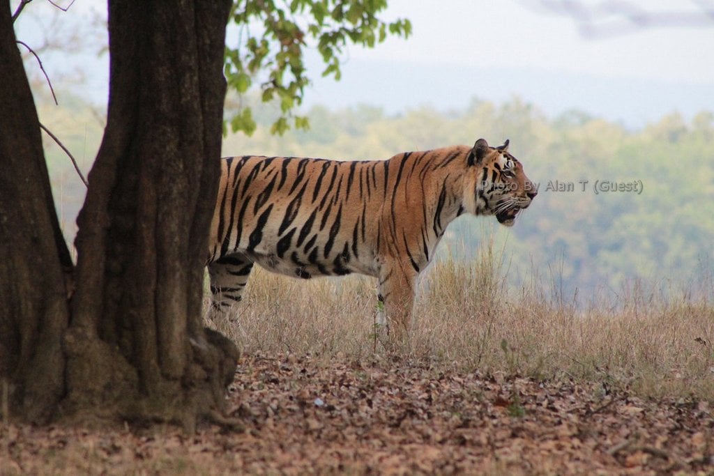 tiger safari photography by our guest Alan