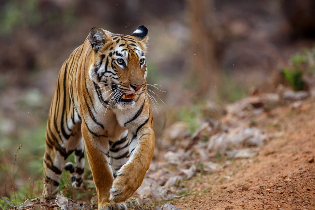 bengal tigress walking in Pench