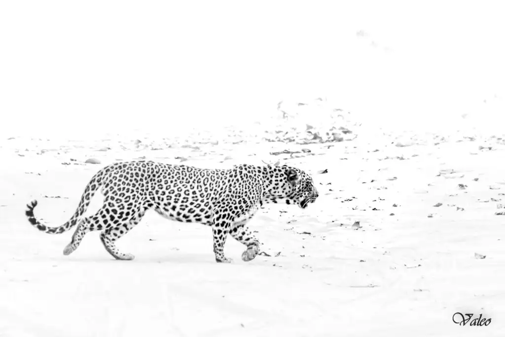 Indian Safari by Valerie Leo 2