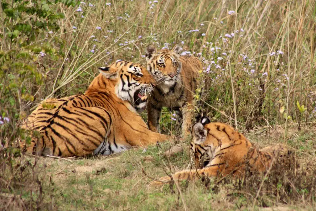 Bengal tiger clicked by guest Thomas, Anne, and David