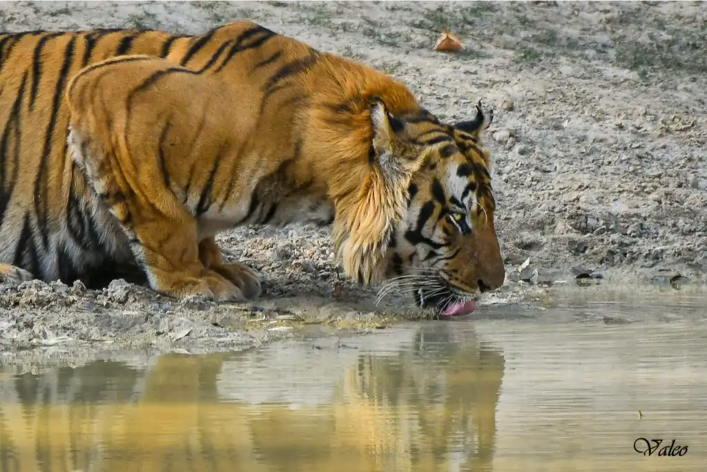 Tiger Safari Photo by Valerie Leo 3