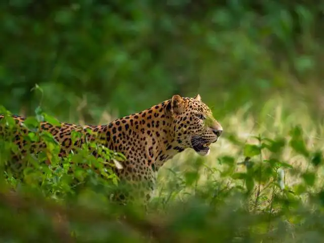 tour-gallery-best-tiger-safari-in-india-_3.jpg